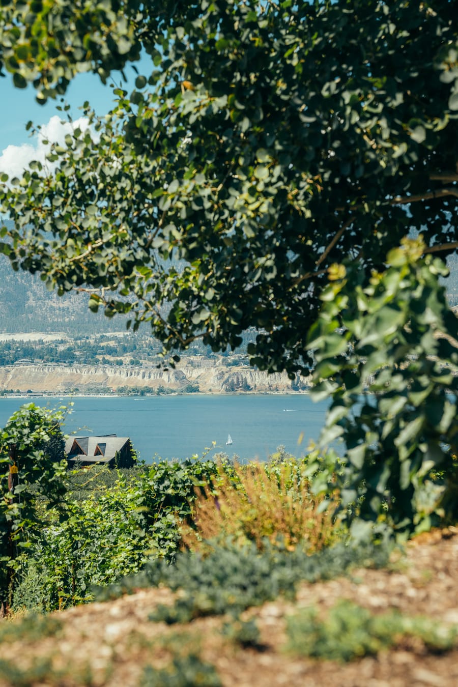 Vineyard rows above Okanagan Lake